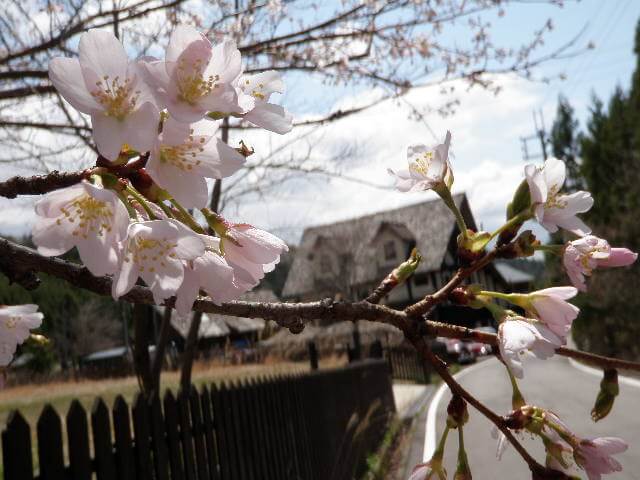 京北の桜