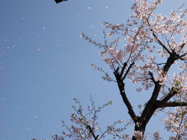 京都山科の桜