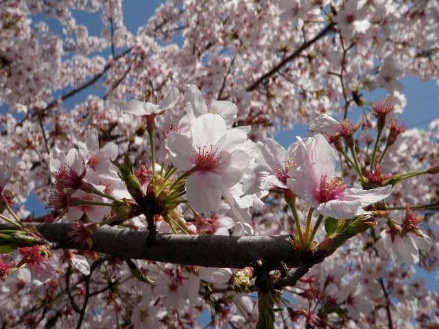 京都北区の桜