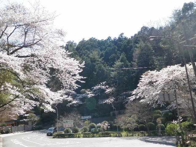 京都高雄の桜