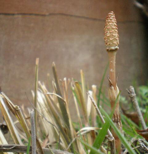 京都京北のつくし