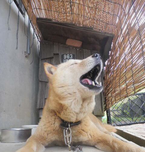 アピアの北海道犬