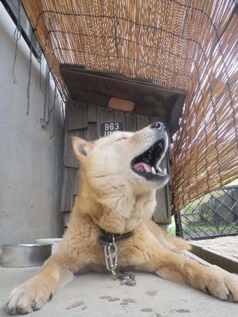 アピアの北海道犬