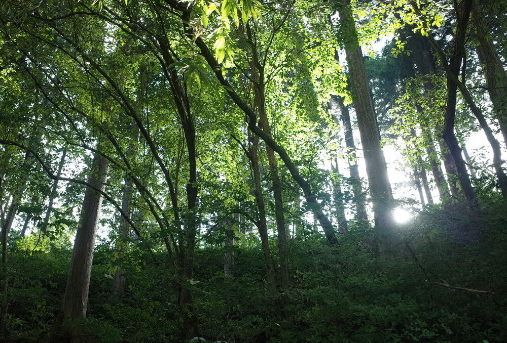 京都 クラシックカー専門店 アピア